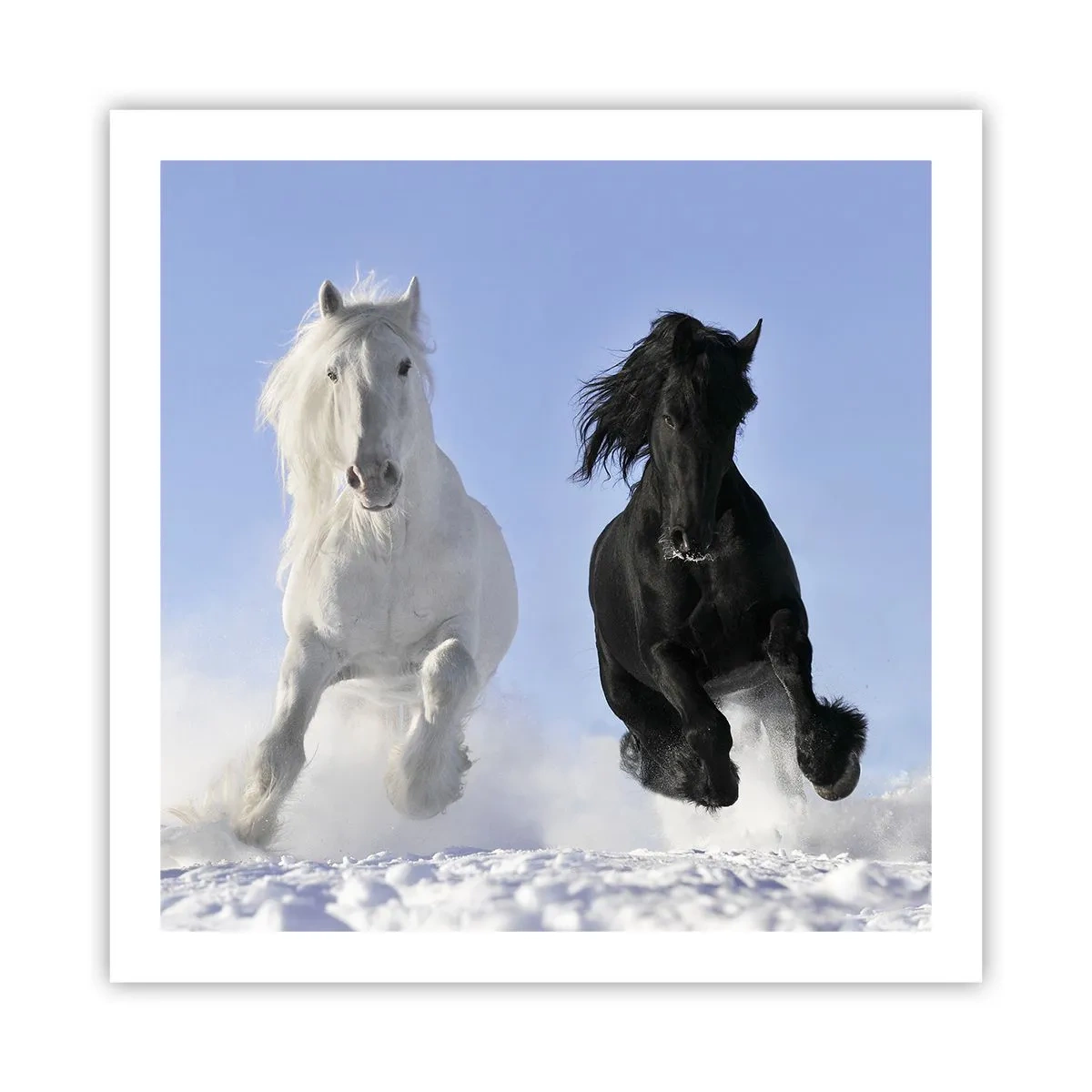 Poszter - Fekete-fehér galopp - 60x60 cm
