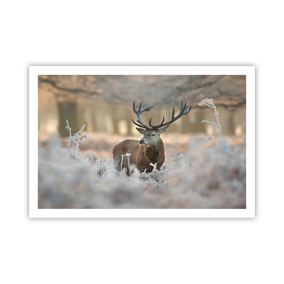 Poszter - Friss reggel - 91x61 cm