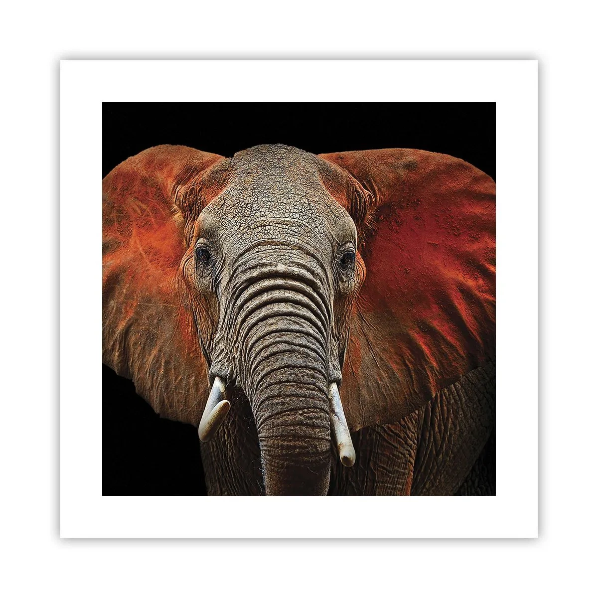 Poszter - Én vad vagyok, és te? - 40x40 cm