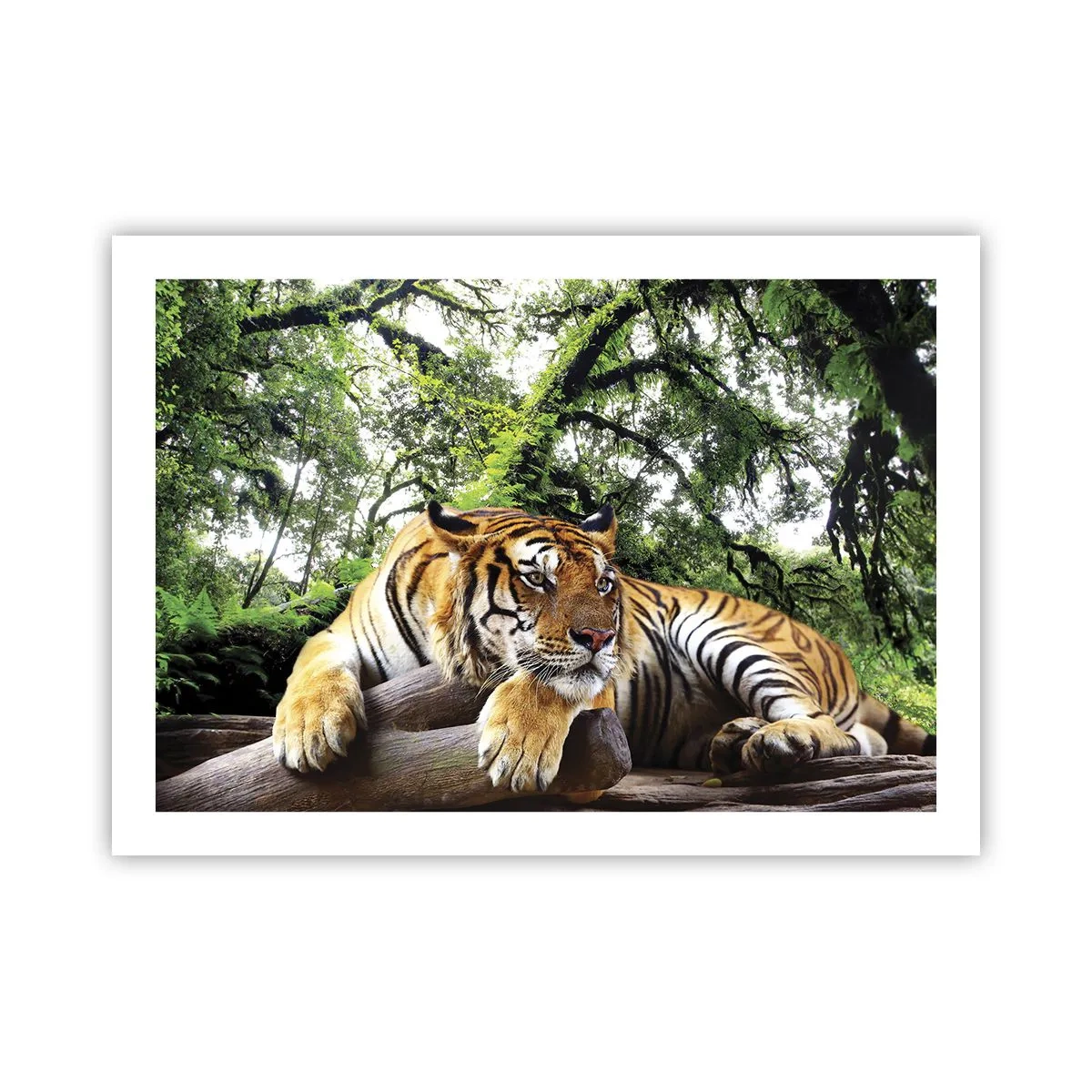 Poszter - Tisztelettel - 70x50 cm