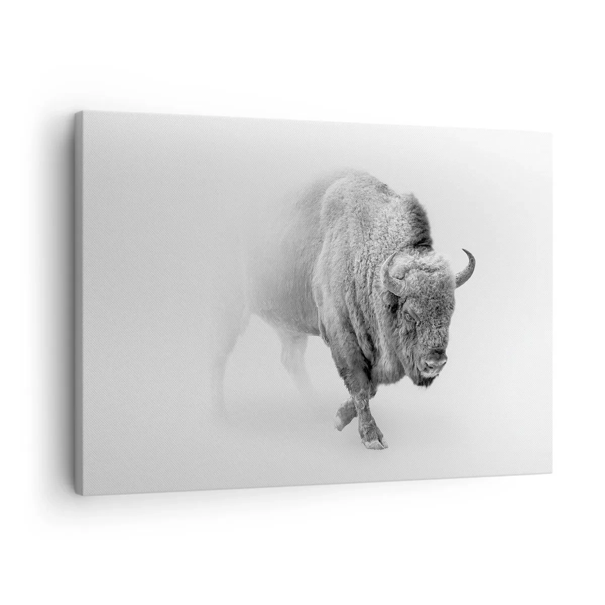 Vászonkép - Fehér bölény minimalista környezetben - 70x50cm - A préri királya - Modern fali dekoráció nappalihoz és hálószobához ARTTOR