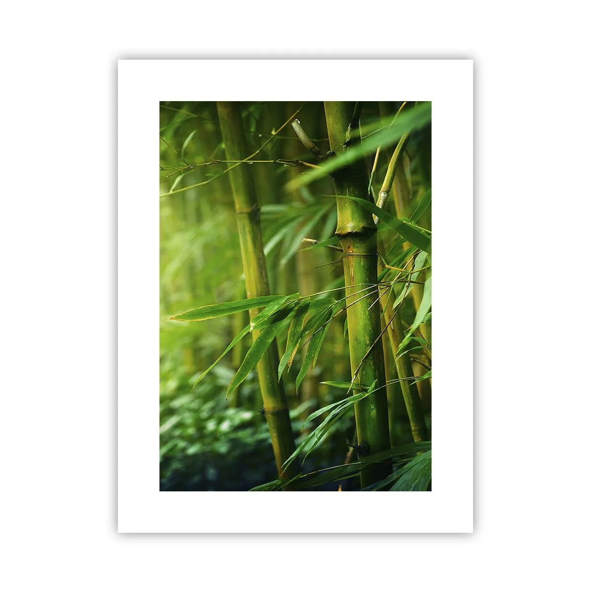Poszter - Megismerni magát a zöldet - 30x40 cm