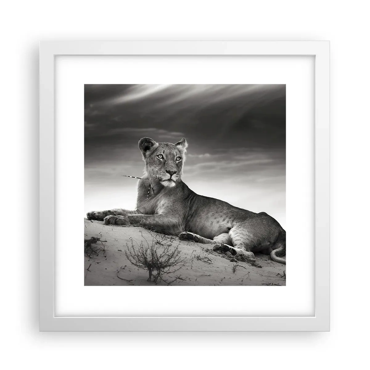 Poszter fekete keretben - A sivatagi királynő pihenése - 30x30 cm