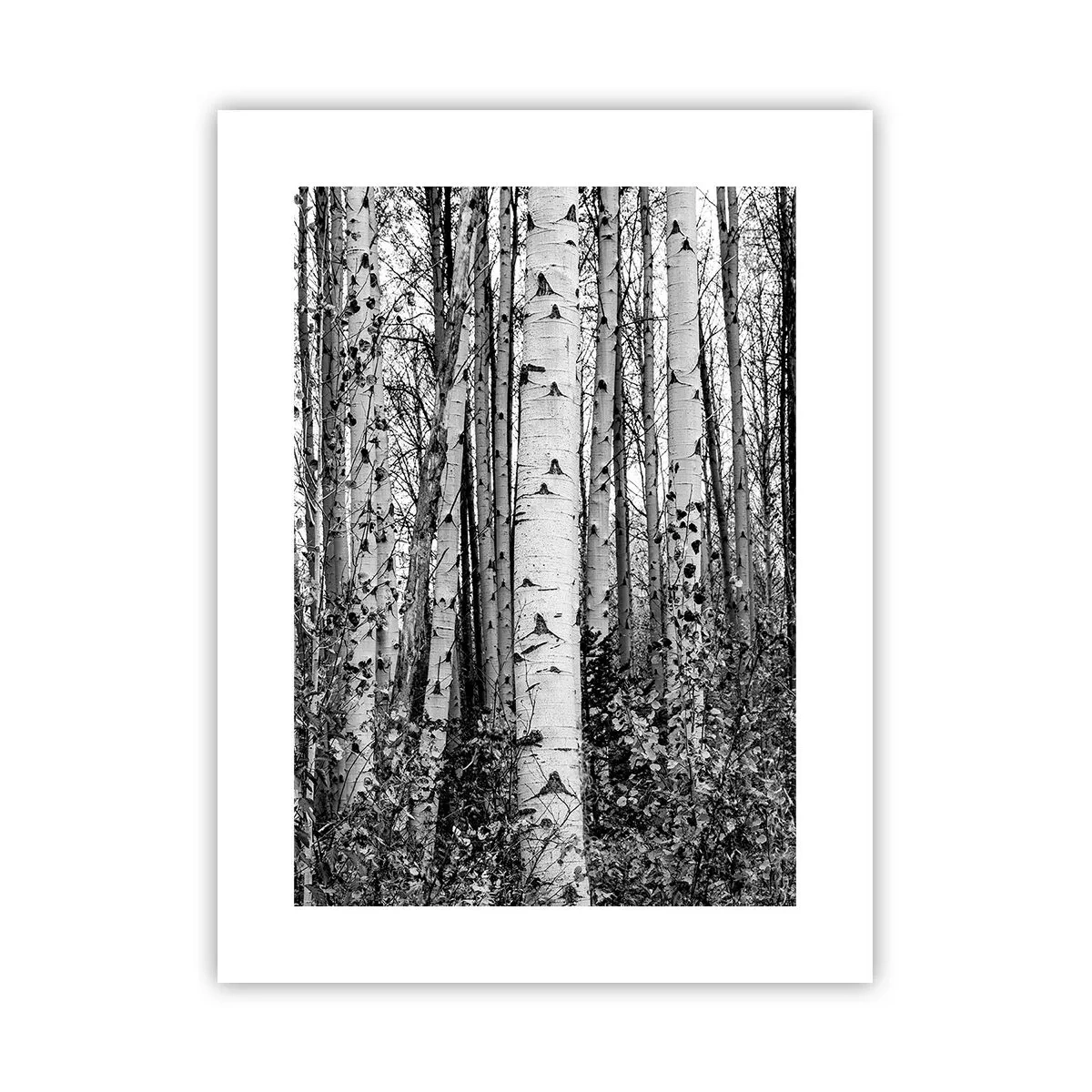 Poszter - Nyírfa oszlopsor - 30x40 cm