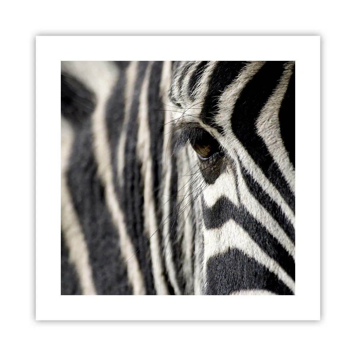 Poszter - Csíkos portré - 40x40 cm