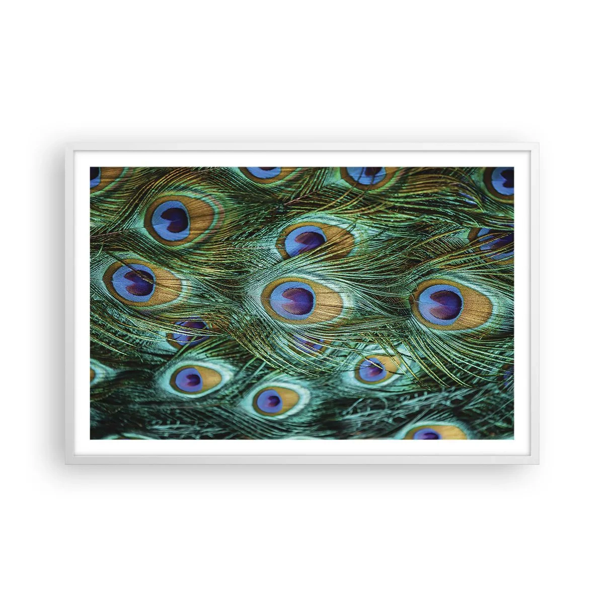 Poszter fekete keretben - Pávaszemű pillantás - 91x61 cm