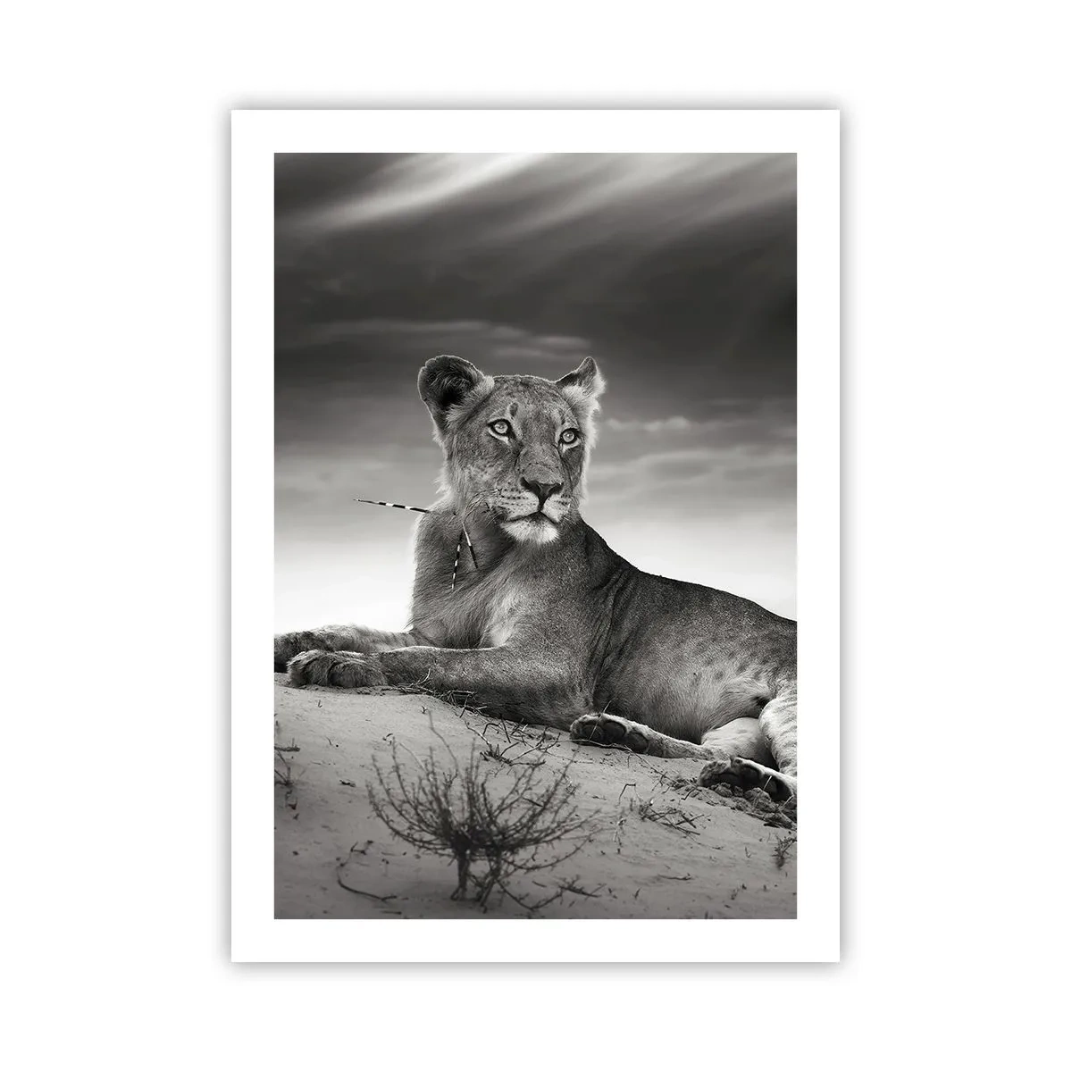 Poszter - A sivatagi királynő pihenése - 50x70 cm