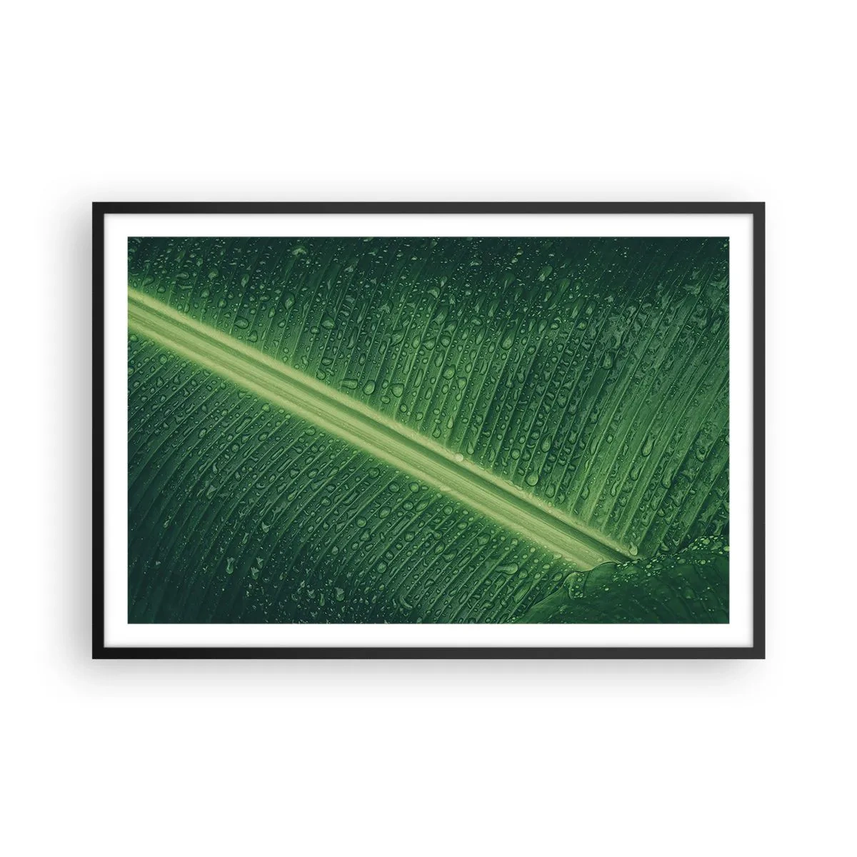 Poszter fehér keretben - A növényzet szerkezete - 91x61 cm