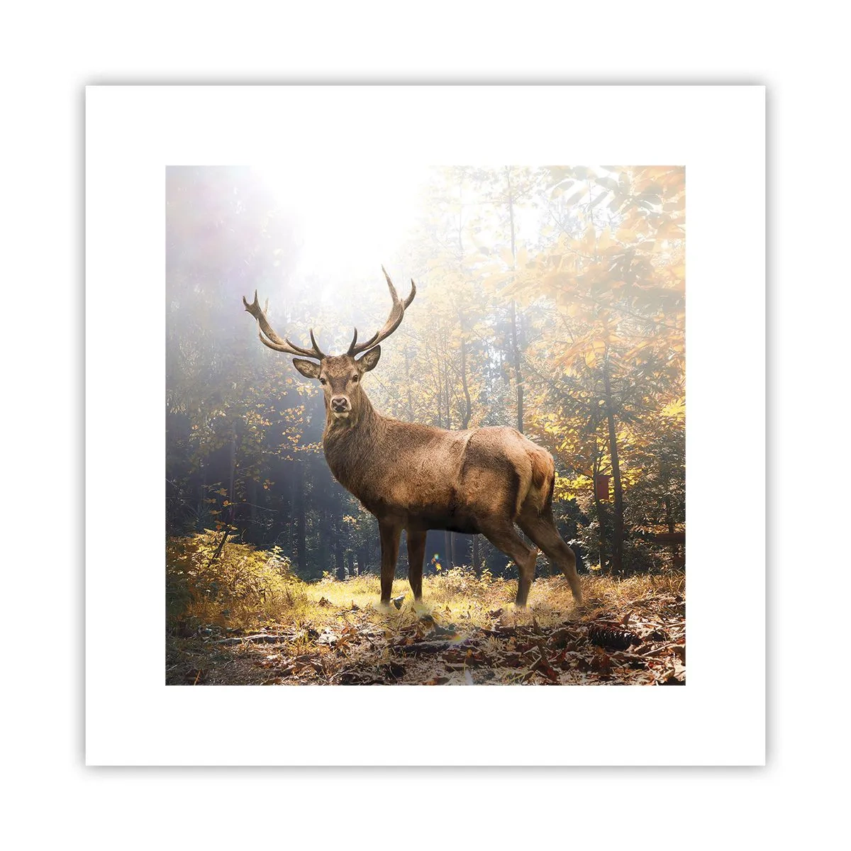 Poszter - Teljes fenségben - 30x30 cm