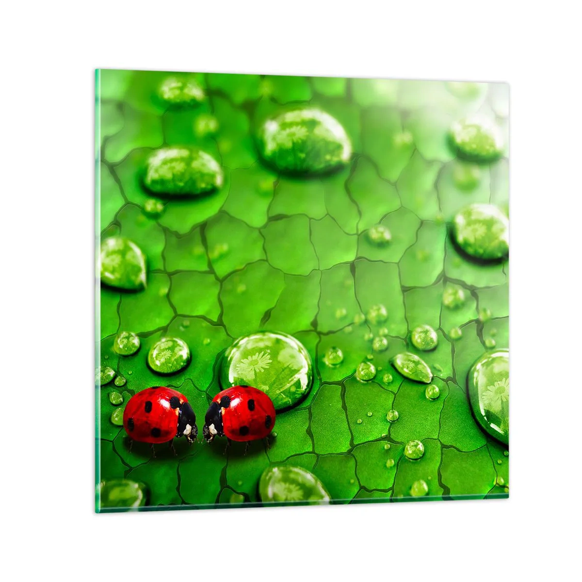 Üveg kép - Találkozás a zöldben - 60x60 cm