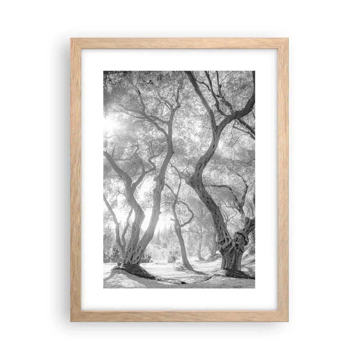 Poszter világos tölgy keretben - Egy olajfaligetben - 30x40 cm