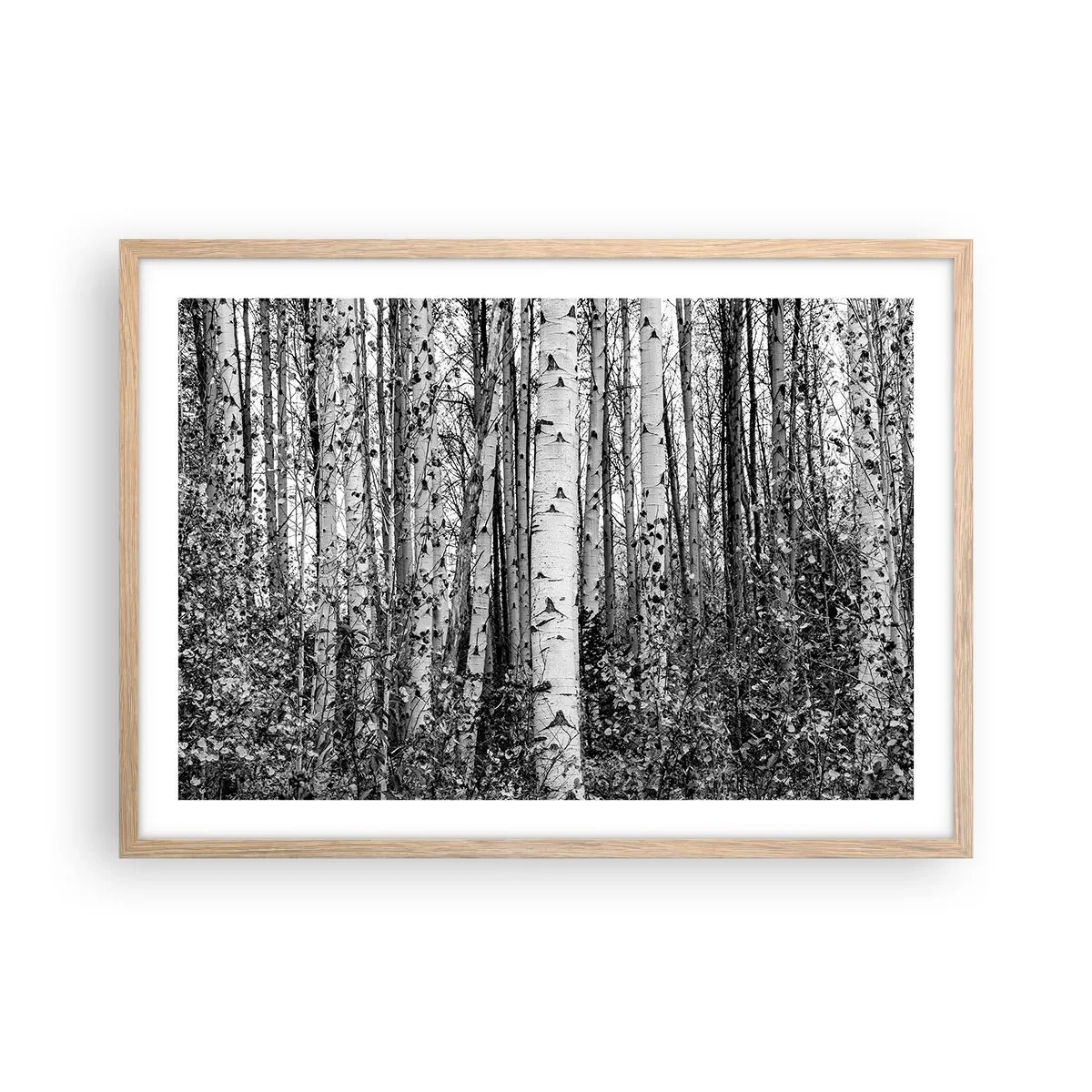 Poszter világos tölgy keretben - Nyírfa oszlopsor - 70x50 cm