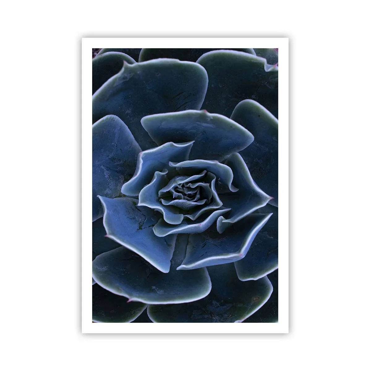 Poszter - A sivatag virága - 70x100 cm