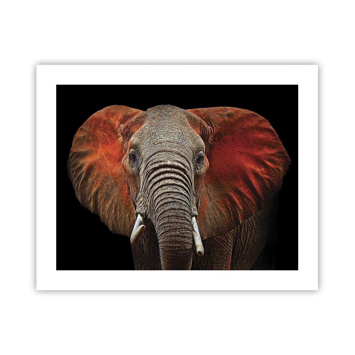 Poszter - Én vad vagyok, és te? - 50x40 cm