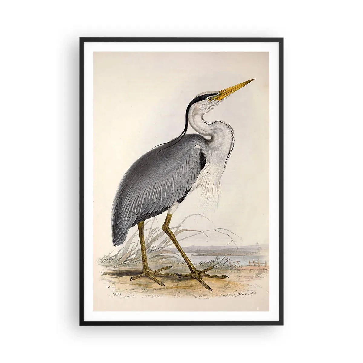 Poszter fehér keretben - Gémnek kecsessége - 70x100 cm