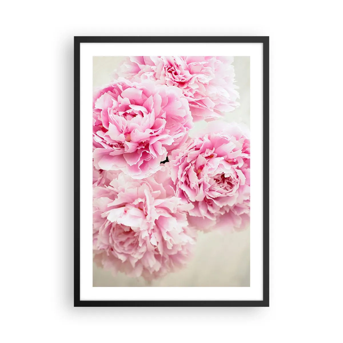 Poszter fehér keretben - Egy csokor rózsaszín pünkösdi rózsa világos háttér előtt - 50x70cm - Rózsaszín pompában - Modern fali dekoráció nappalihoz és hálószobához ARTTOR