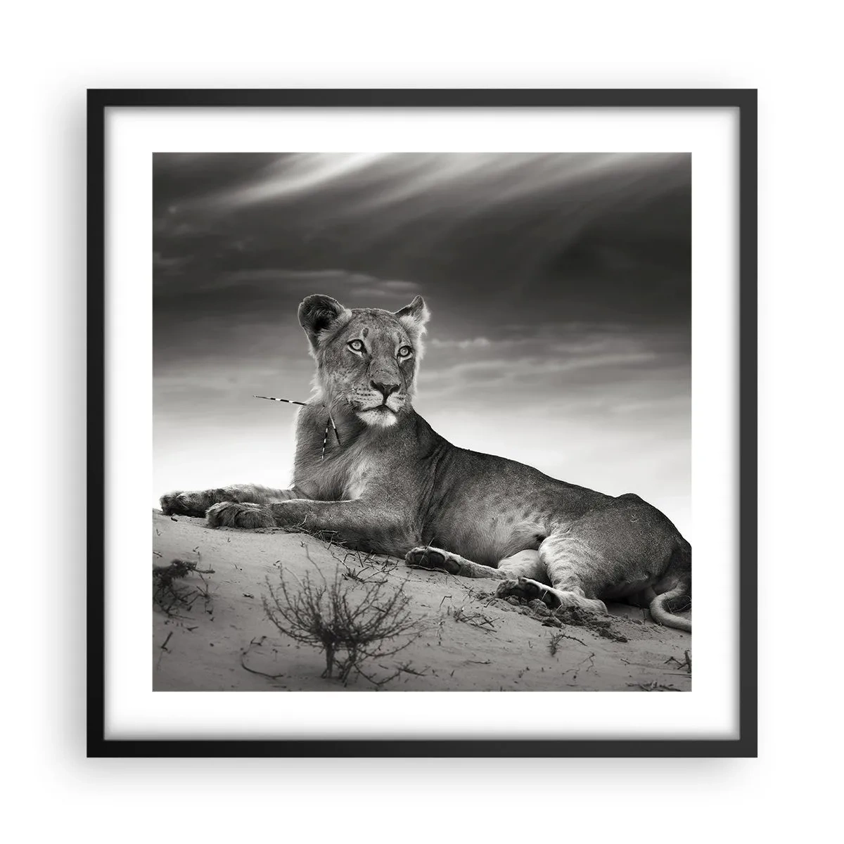 Poszter fehér keretben - A sivatagi királynő pihenése - 50x50 cm