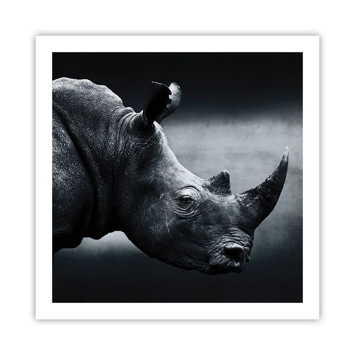 Poszter - Jobb profil - 60x60 cm