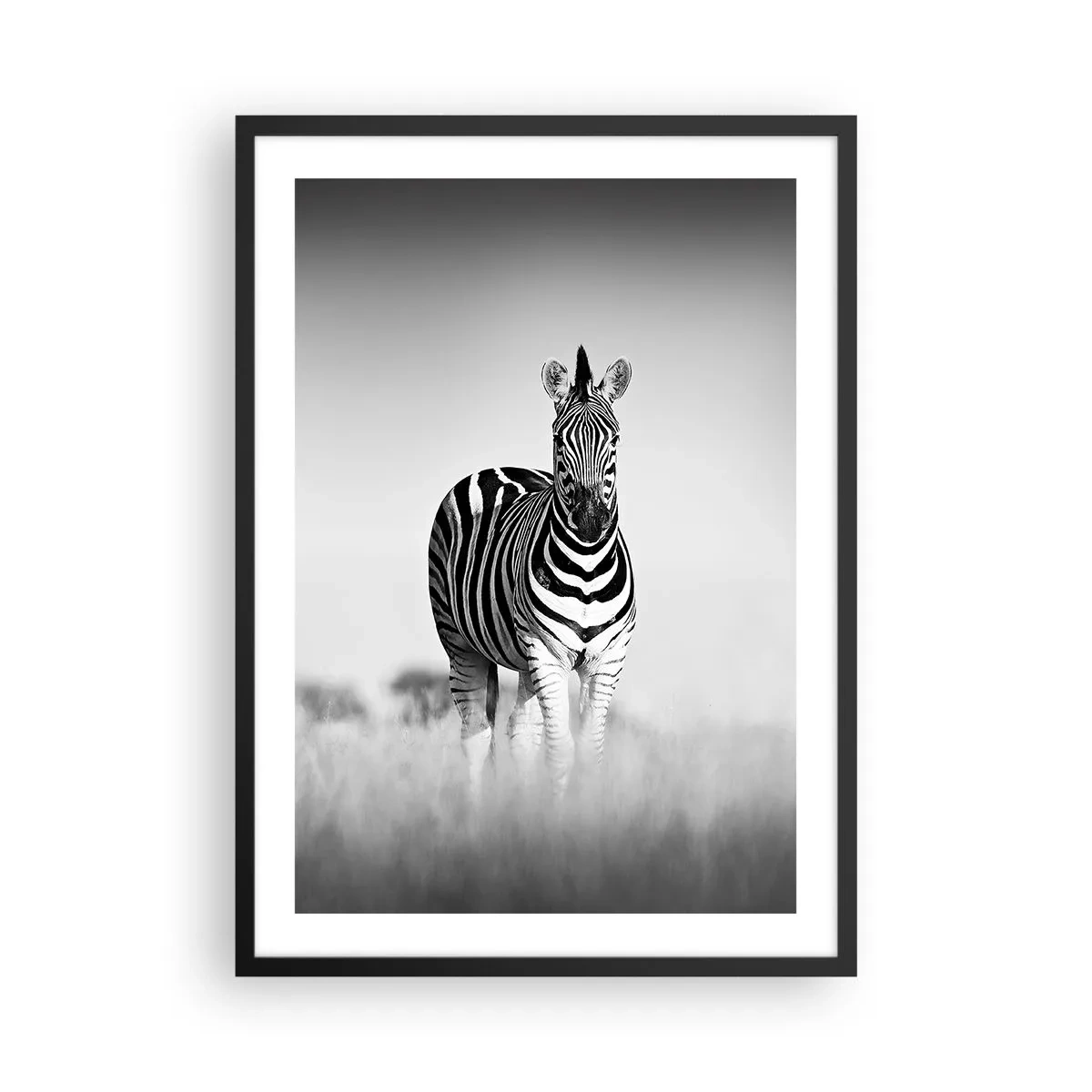 Poszter fehér keretben - Egy zebra fekete-fehér kompozícióban a szavannán - 50x70cm - A világ mégis fekete-fehér - Modern fali dekoráció nappalihoz és hálószobához ARTTOR