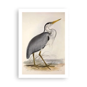 Poszter - Gémnek kecsessége - 50x70 cm