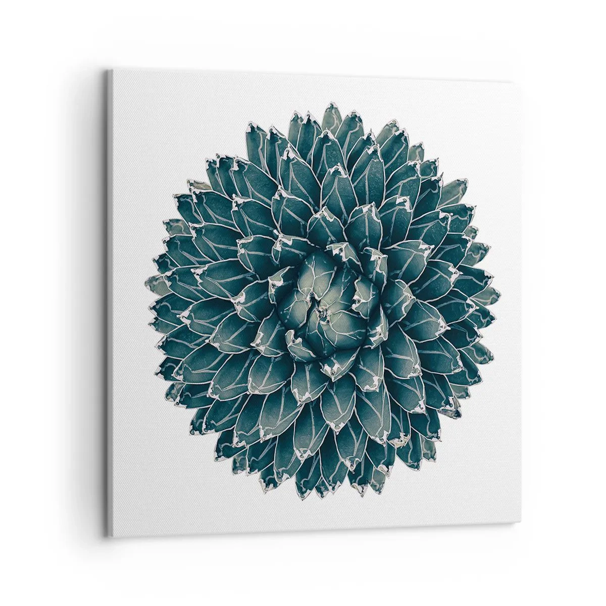 Vászonkép - A sivatag csillaga - 50x50 cm