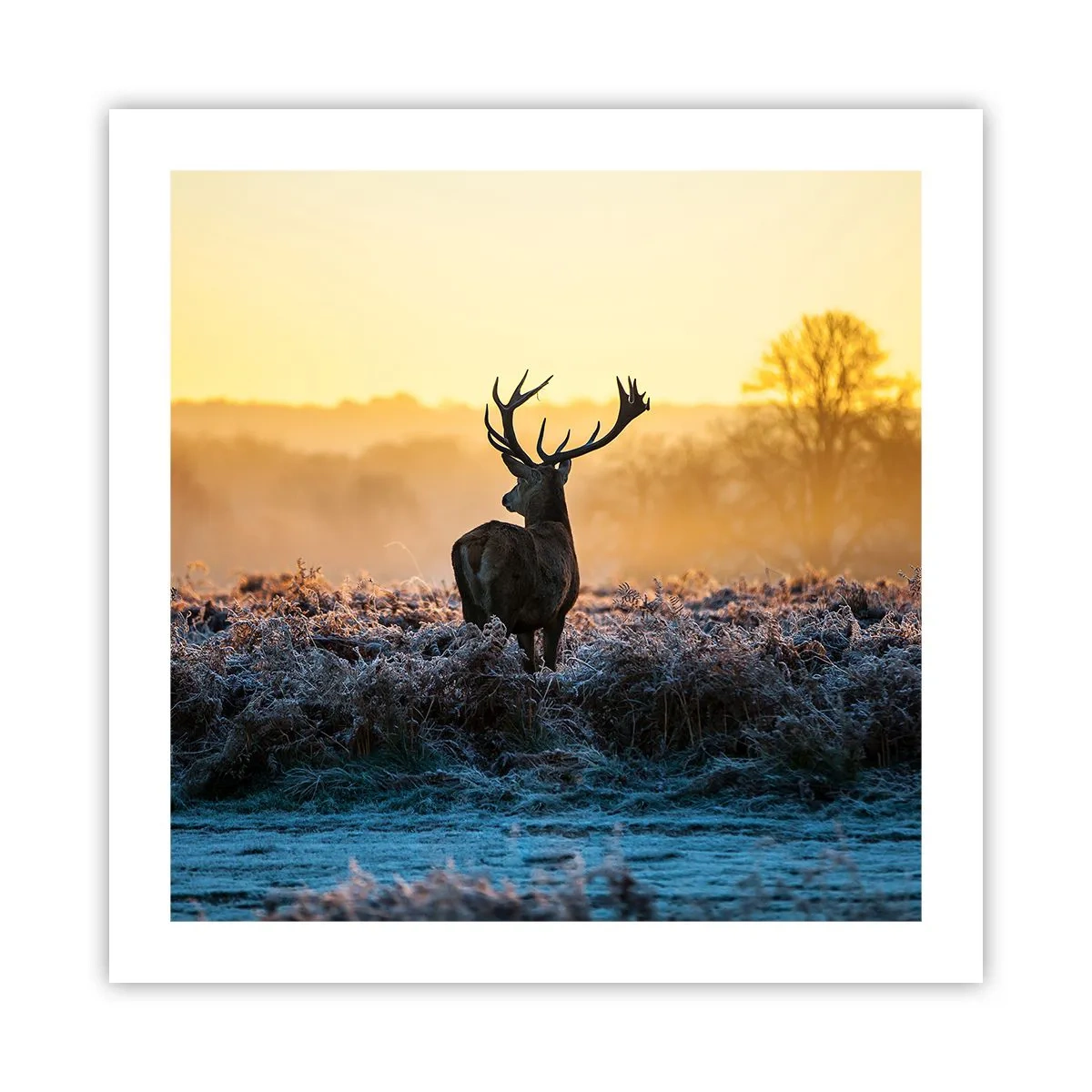 Poszter - Megkoronázott a birtokán - 50x50 cm