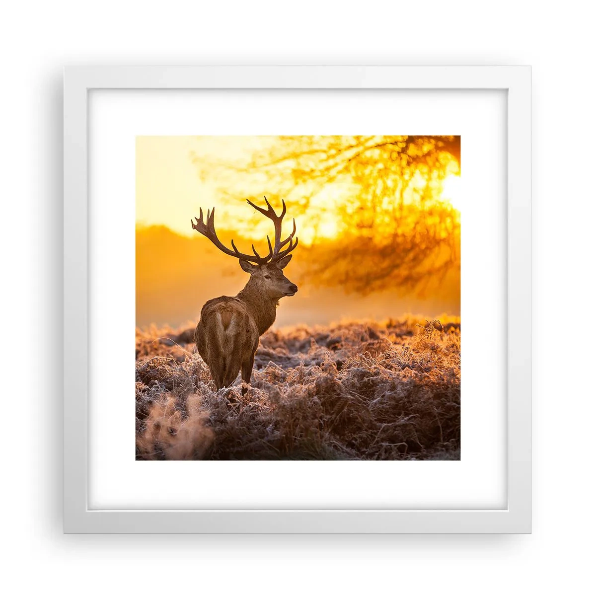 Poszter fekete keretben - Az őszi erdő királya - 30x30 cm