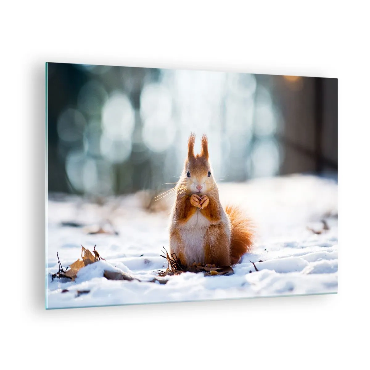 Üveg kép - Mókus a hóban, egy dióval a téli erdőben - 70x50cm - Mit nézel? - Modern fali dekoráció nappalihoz és hálószobához ARTTOR