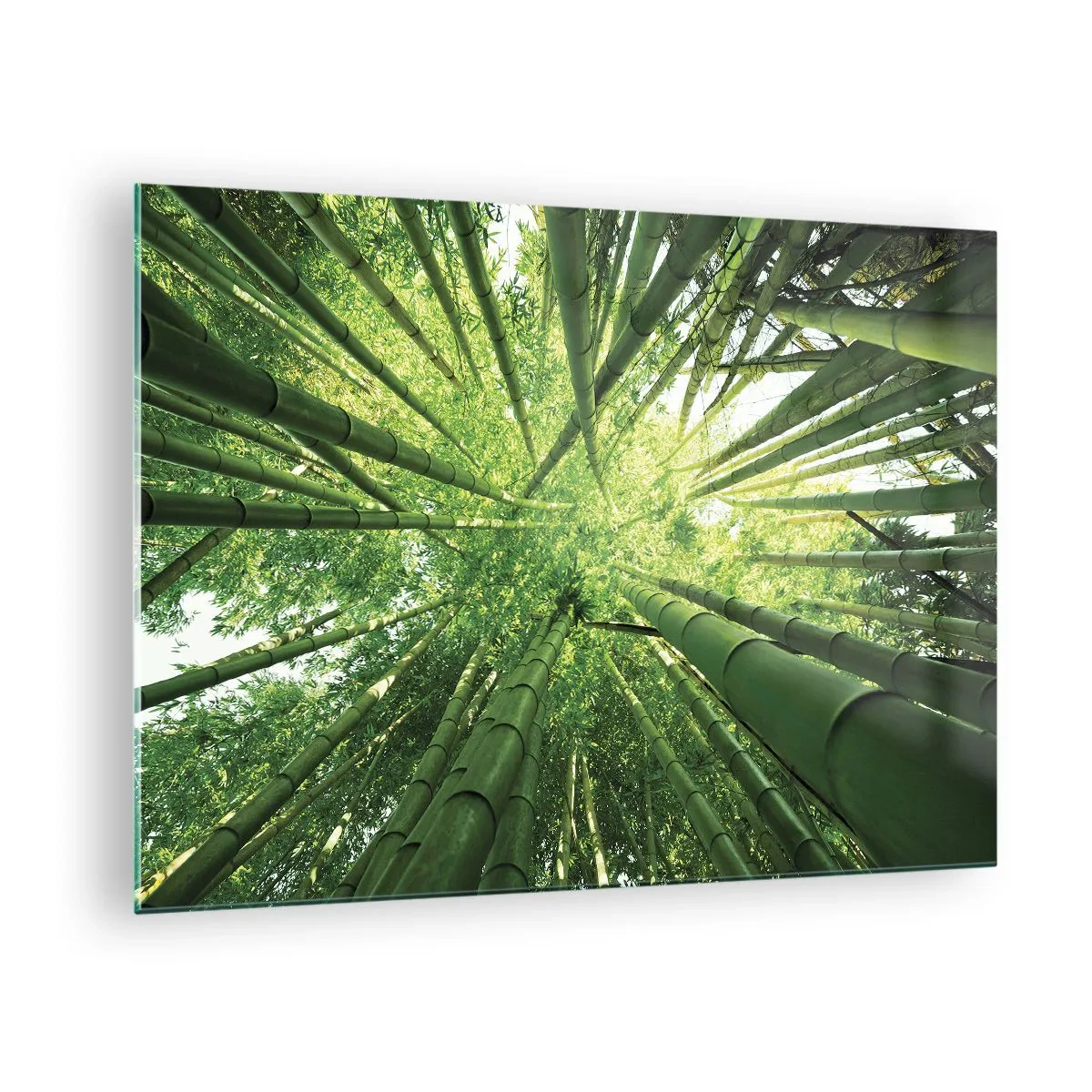 Üveg kép - A bambuszerdő felülnézete - 70x50cm - Egy bambuszligetben - Modern fali dekoráció nappalihoz és hálószobához ARTTOR