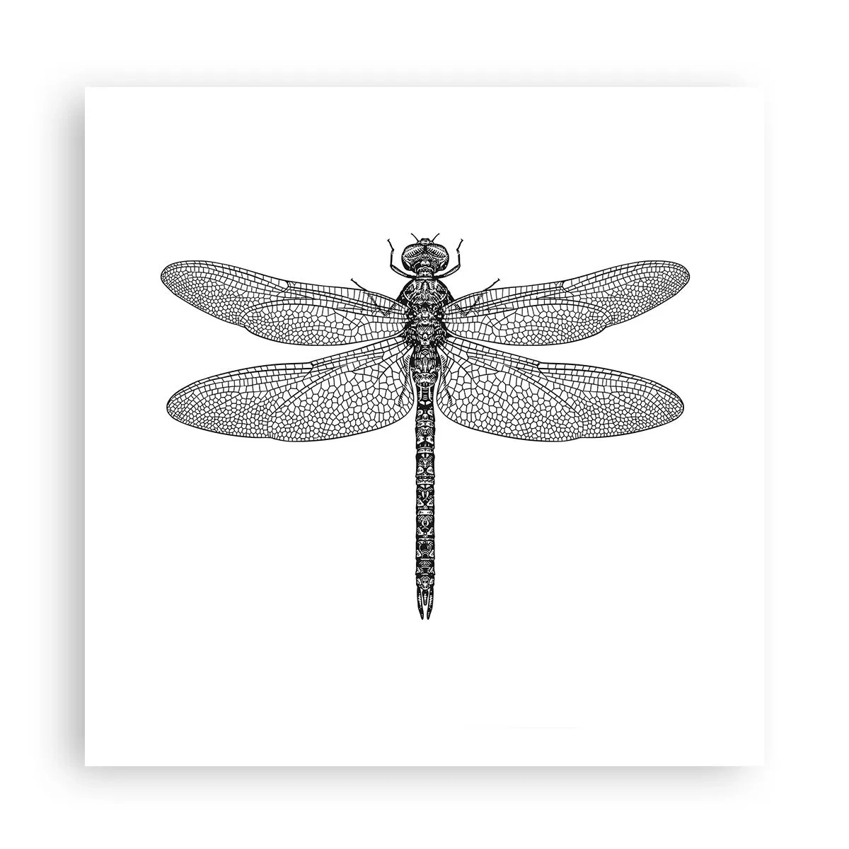 Poszter - A természet precizitása - 60x60 cm