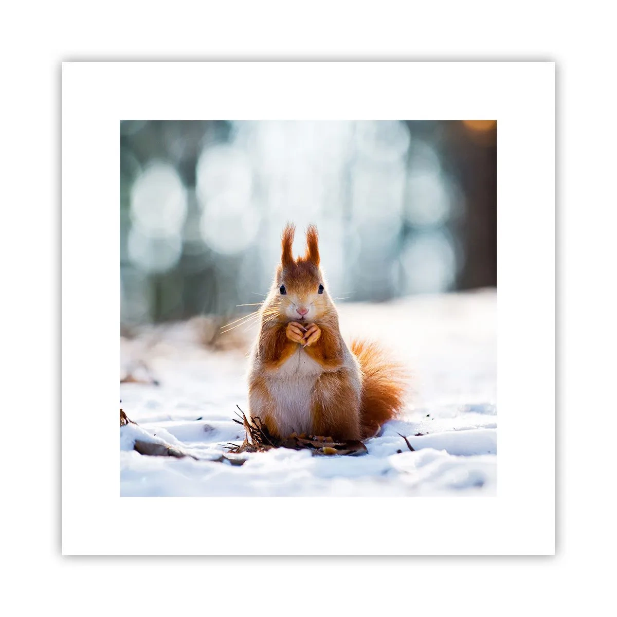 Poszter - Mit nézel? - 30x30 cm