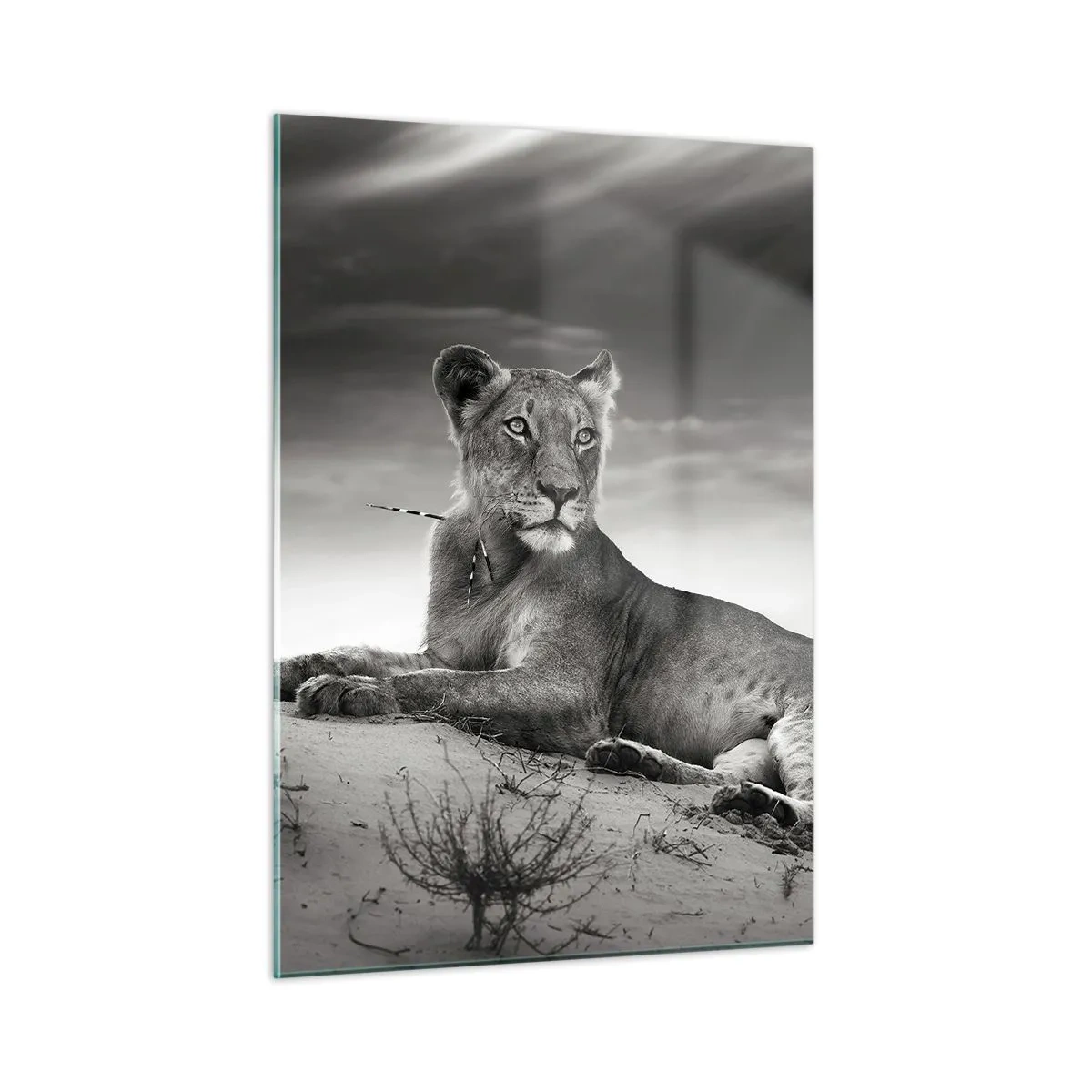 Üveg kép - A sivatagi királynő pihenése - 50x70 cm