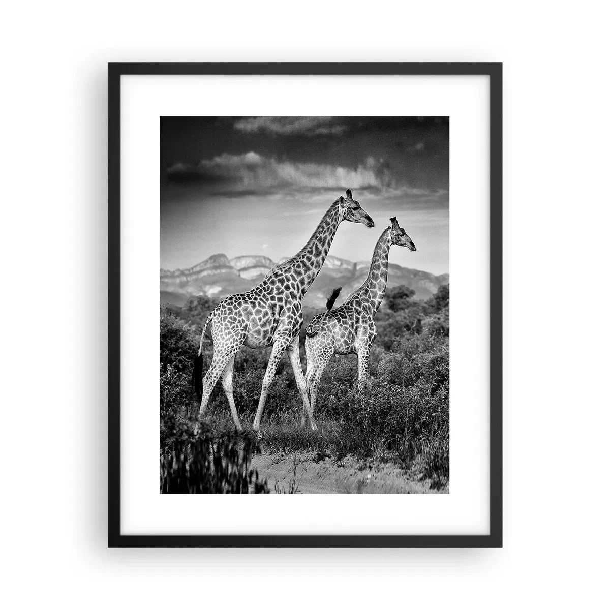 Poszter fehér keretben - Magas rangok Afrikában - 40x50 cm