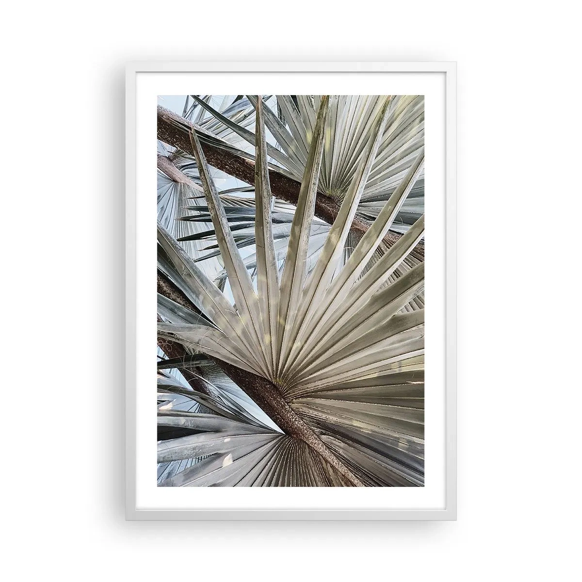 Poszter fekete keretben - Legyező a trópusokon - 50x70 cm