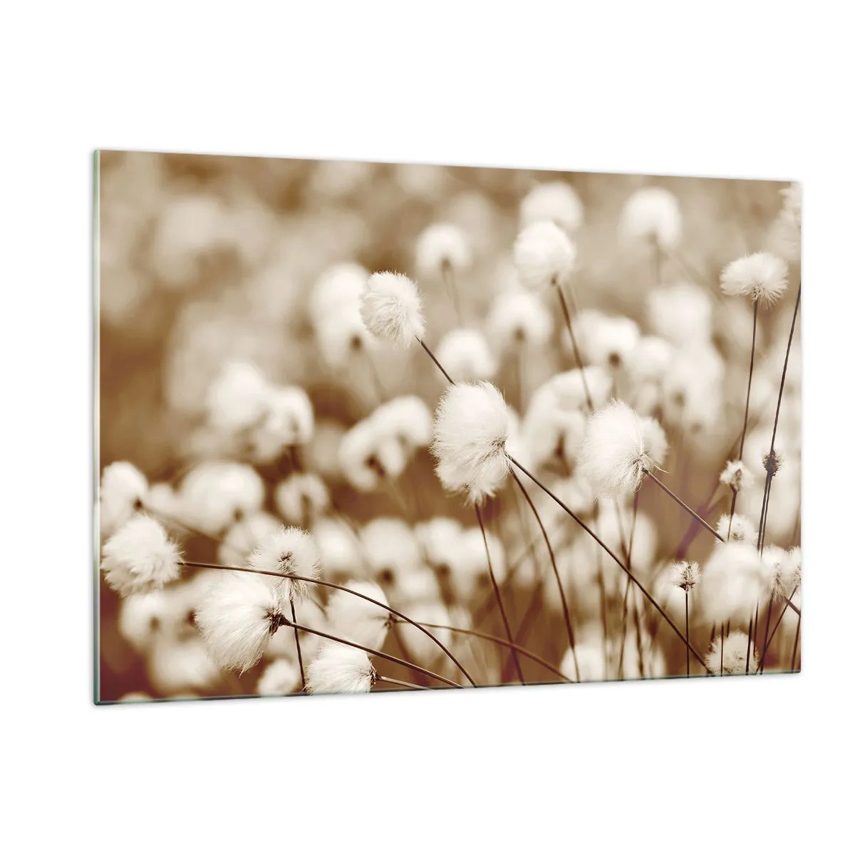 Üveg kép - Bolyhos termés - 120x80 cm