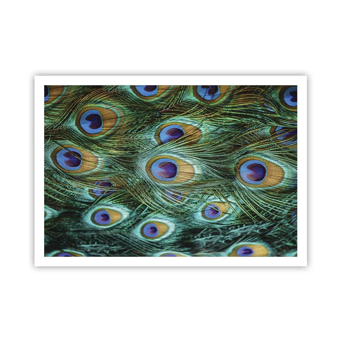 Poszter - Pávaszemű pillantás - 100x70 cm
