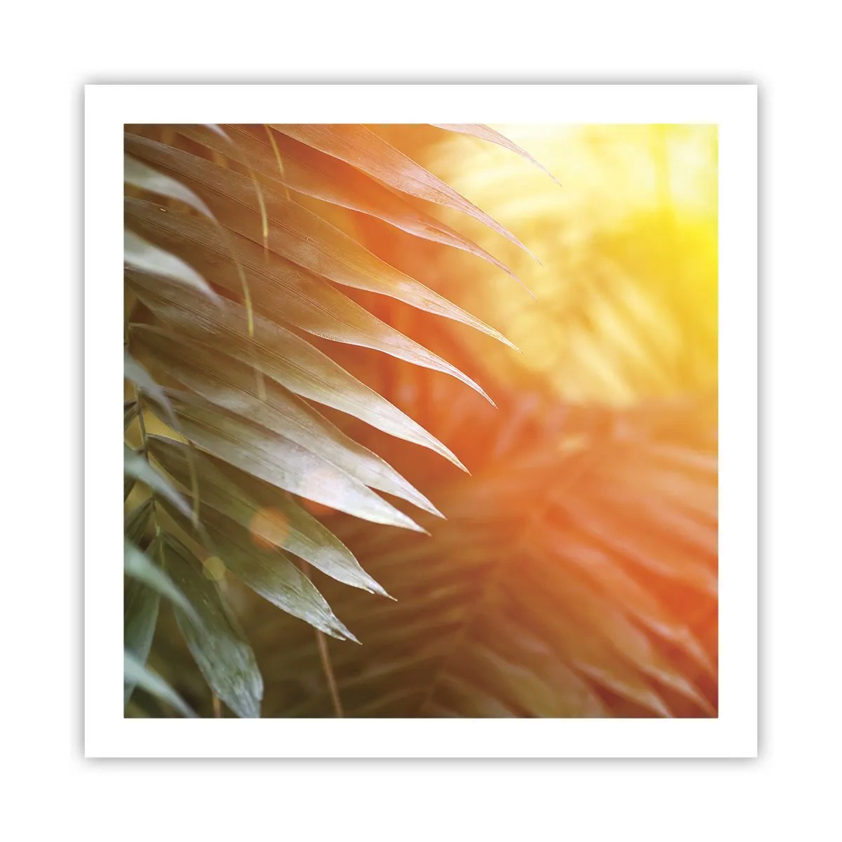 Poszter - Reggel a dzsungelben - 60x60 cm