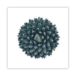 Poszter - A sivatag csillaga - 50x50 cm