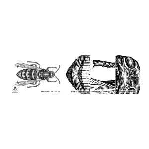 Fotótapéta Minta Standard Eco - Egy rovar bolygóról - Darázs, Rovar, Minimalista - 100x30 cm
