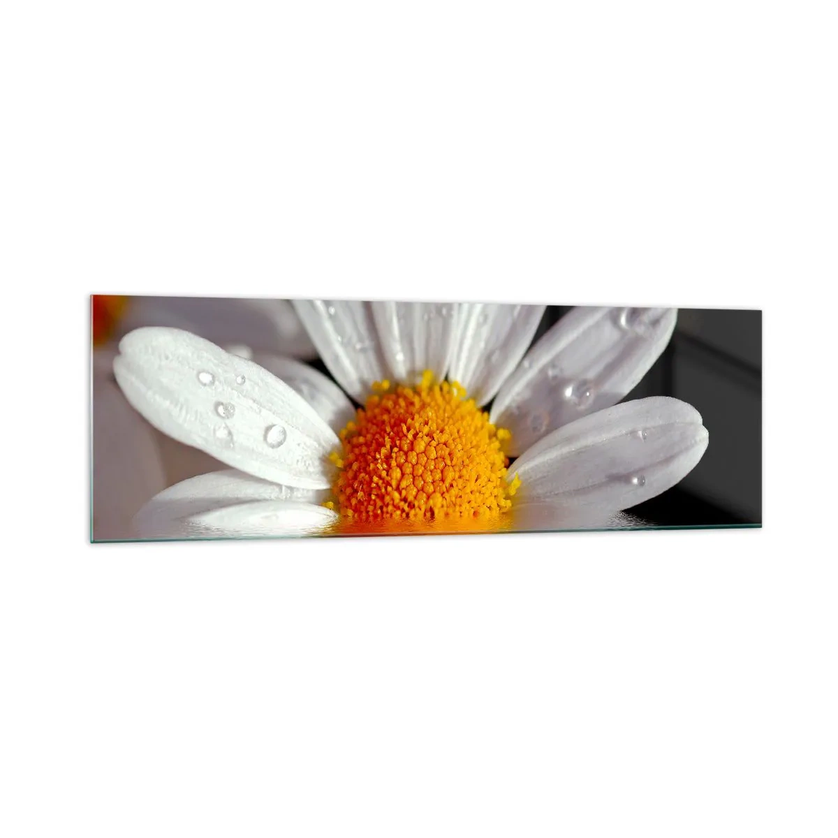 Üveg kép - A százszorszép felkelő napja - 160x50 cm