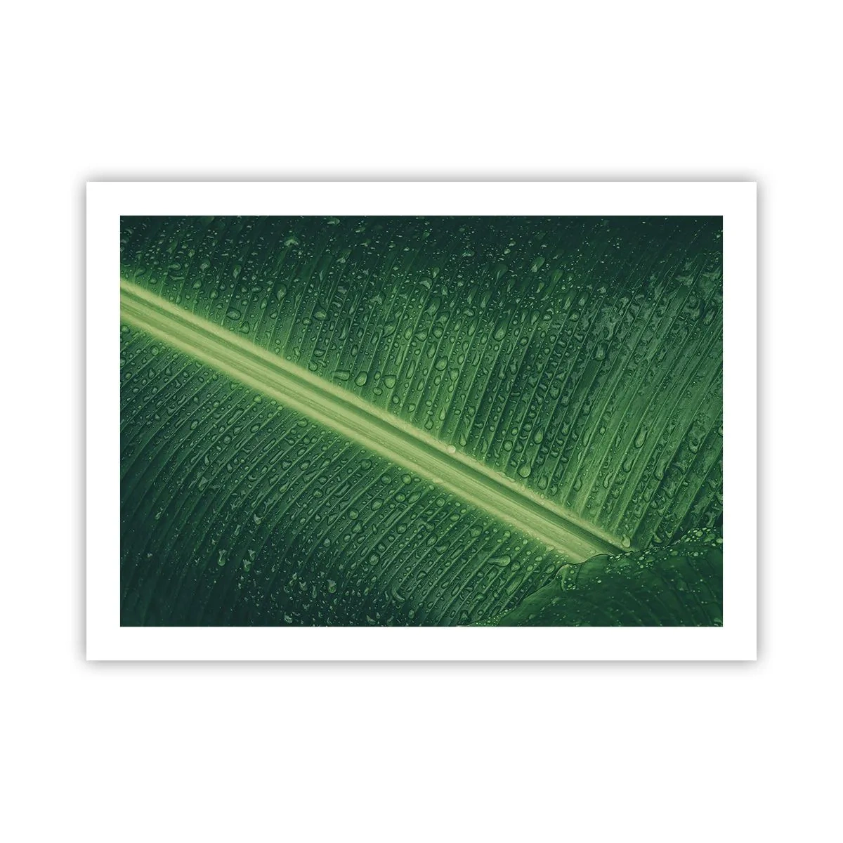 Poszter - A növényzet szerkezete - 70x50 cm