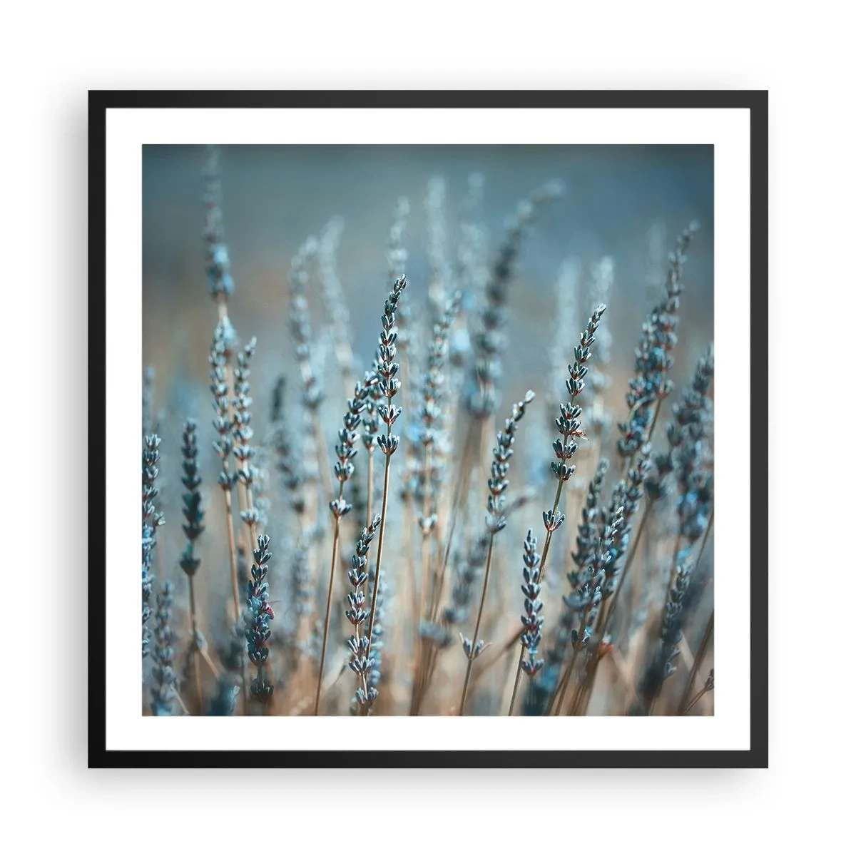 Poszter fehér keretben - Illatos szálak - 60x60 cm