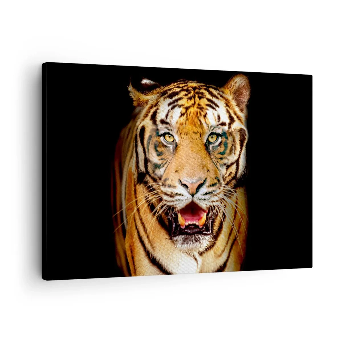 Vászonkép - Egy tigris nyitott szájjal fekete háttér előtt - 70x50cm - Szívében vad - Modern fali dekoráció nappalihoz és hálószobához ARTTOR