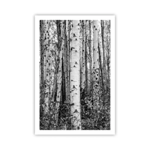 Poszter - Nyírfa oszlopsor - 61x91 cm