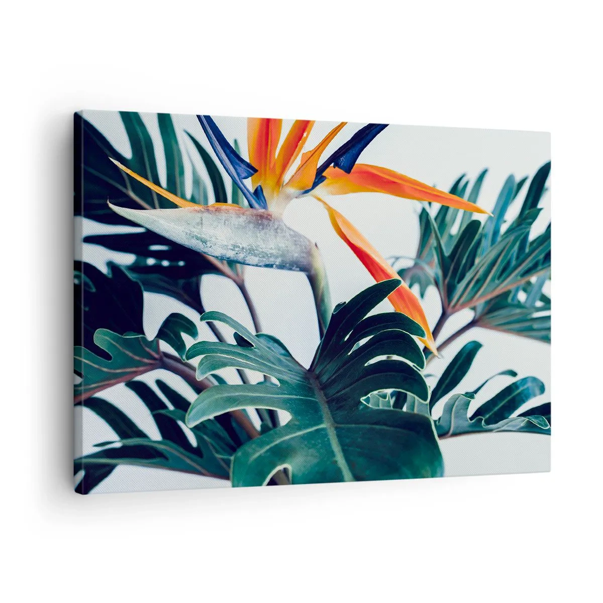 Vászonkép - Strelitzia virág, levelekkel körülvéve, erős fényben - 70x50cm - Madárkalitka - Modern fali dekoráció nappalihoz és hálószobához ARTTOR