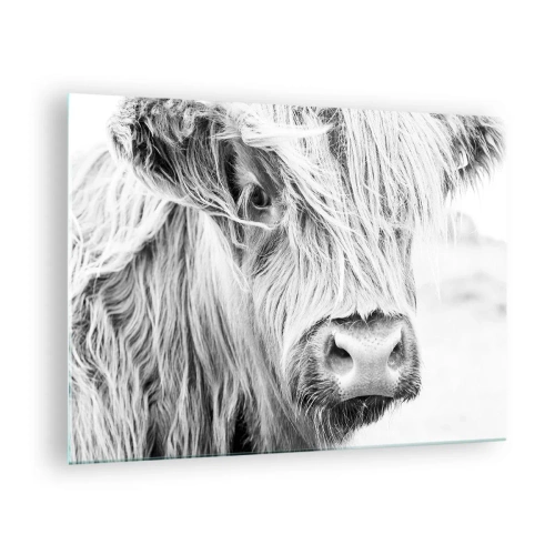 Üveg kép - Hosszú szőrű skót szarvasmarha közeli képe fekete-fehérben - 70x50cm - Skót vadság - Modern fali dekoráció nappalihoz és hálószobához ARTTOR