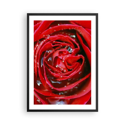 Poszter fehér keretben - Vörös rózsa közeli képe vízcseppekkel - 50x70cm - A harmatcseppekben - Modern fali dekoráció nappalihoz és hálószobához ARTTOR