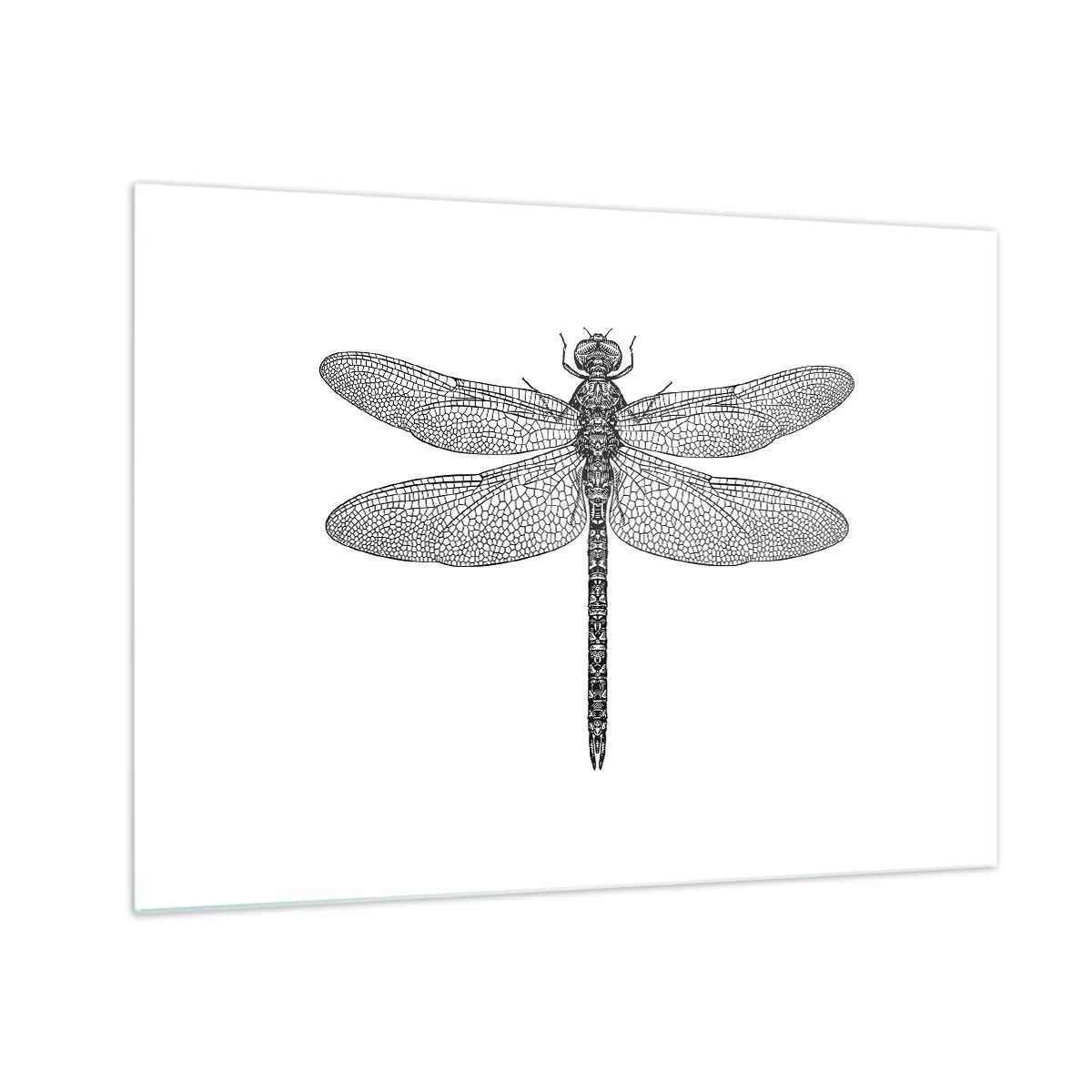 Üveg kép - Részletes illusztráció egy szitakötőről gravírozási stílusban, fehér alapon - 70x50cm - A természet precizitása - Modern fali dekoráció nappalihoz és hálószobához ARTTOR