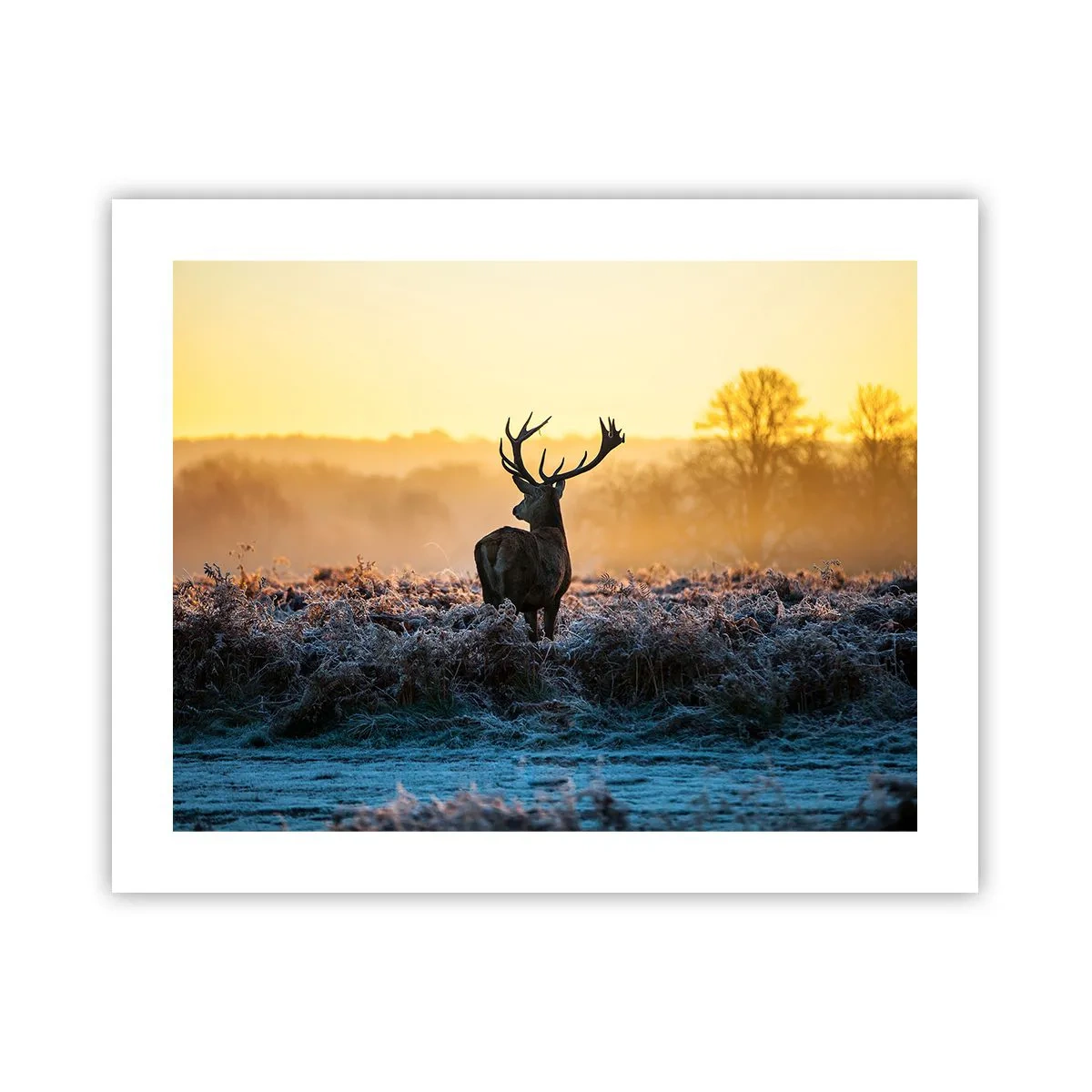 Poszter - Megkoronázott a birtokán - 50x40 cm