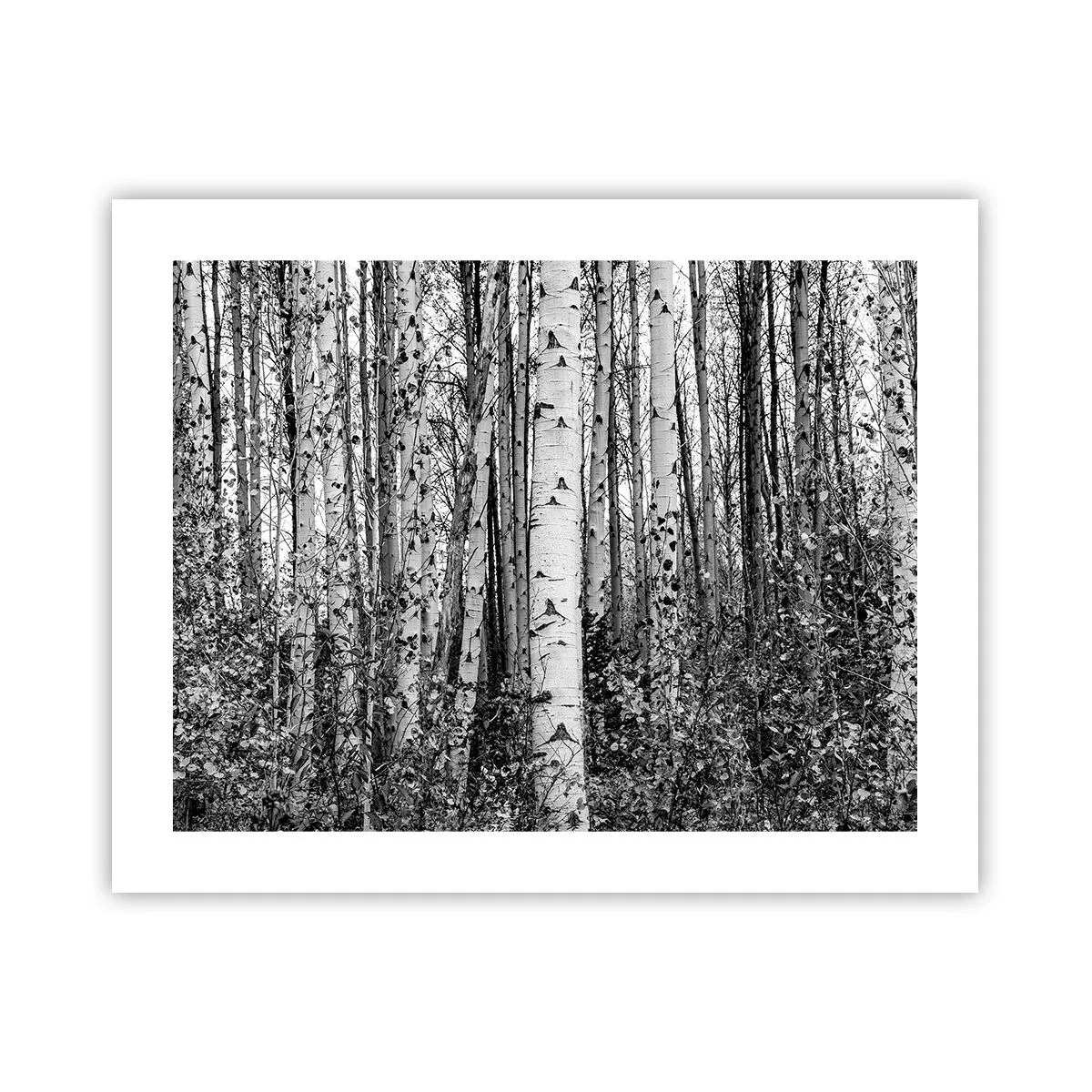 Poszter - Nyírfa oszlopsor - 50x40 cm